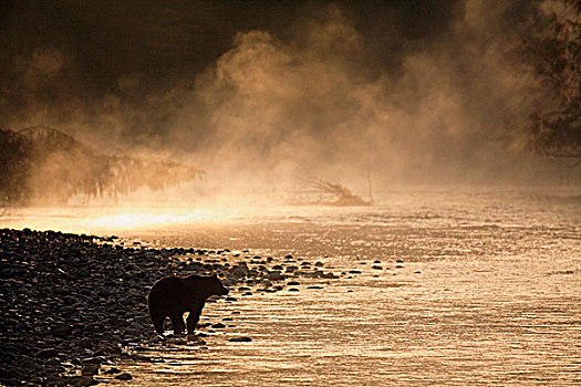 大灰熊,河,第一,不列颠哥伦比亚省,加拿大