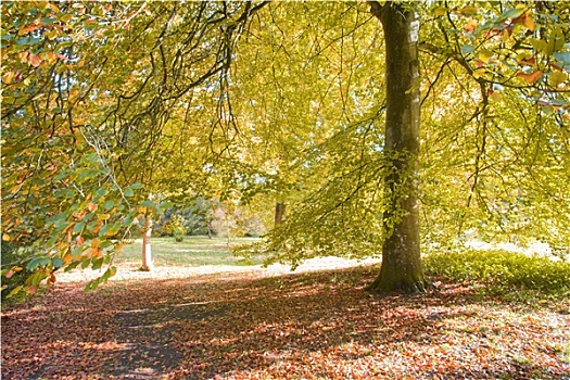 树,公园,地毯,秋叶