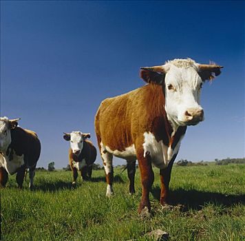 菜牛,放牧,澳大利亚