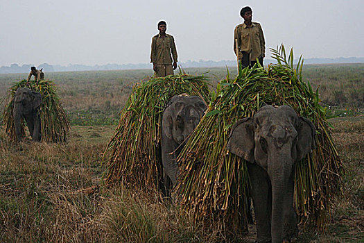 大象,拿,食物,卡齐兰加国家公园,阿萨姆邦,印度,成年,亚洲象,饮食,公斤,不同,植物,一月,2009年