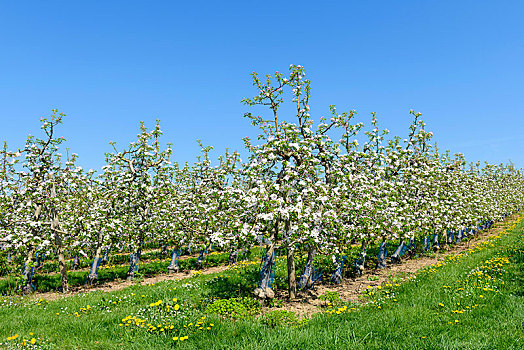 苹果,种植园,春天,内卡河,巴登符腾堡,德国,欧洲