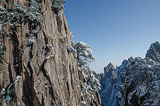 黄山冬季岩石上的树