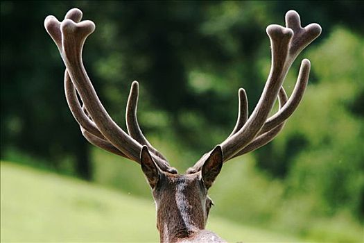 野生梅花鹿鹿,农场剪影,麋鹿,碧玉国家公园,艾伯塔省,加拿大麋鹿,鹿角