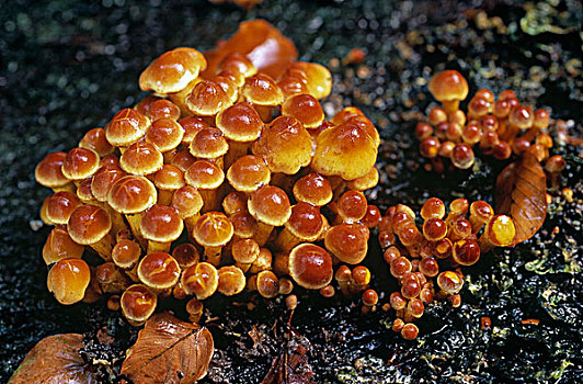 簇生垂幕菇,黄金菇,荷兰北部,荷兰