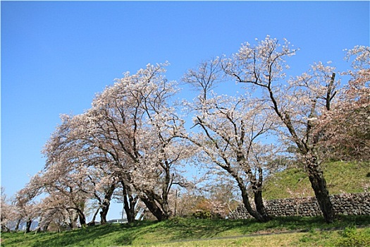 排,樱花,树,静冈,日本