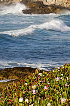 冰,植物,波浪,进入,岸边,蒙特利湾,加利福尼亚,美国