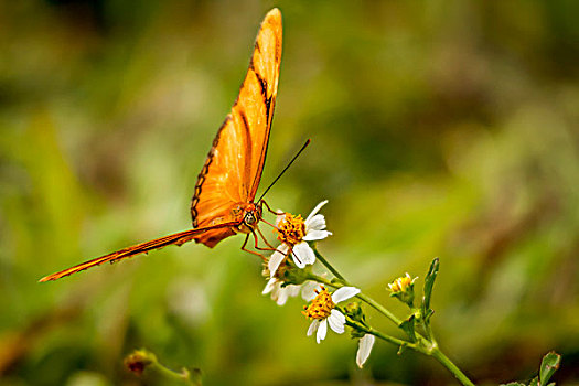 蝴蝶,进食,普通,花,大沼泽地国家公园,佛罗里达