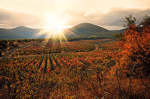 日落,上方,葡萄园,秋天,克里米亚,乌克兰