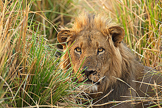 男性,头像,狮子,看,高草,国家公园,津巴布韦