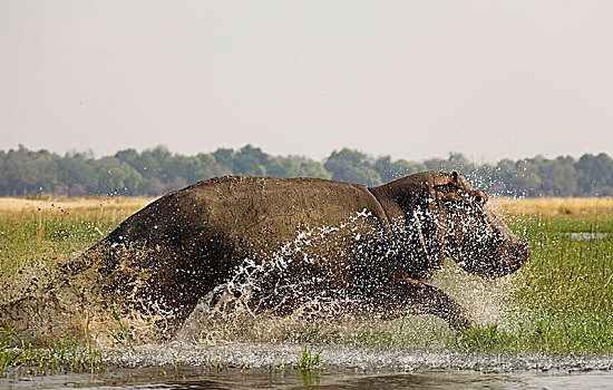 河马,雄性动物,跑,浅水,草,岛屿,赞比西河,赞比西河下游国家公园,赞比亚,非洲