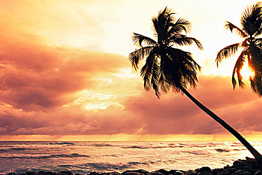 剪影,棕榈树,日落,巴巴多斯,加勒比
