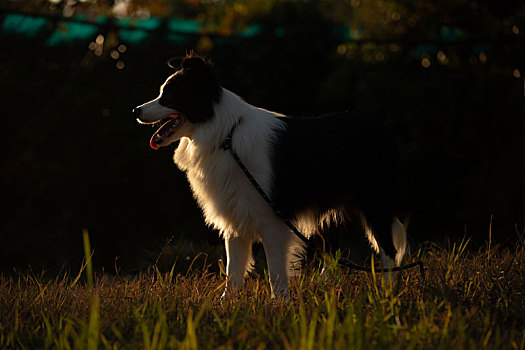 血统纯正牧羊犬