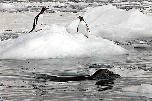 港口,南极,威德尔海豹,过去,两个,巴布亚企鹅,站立,冰山