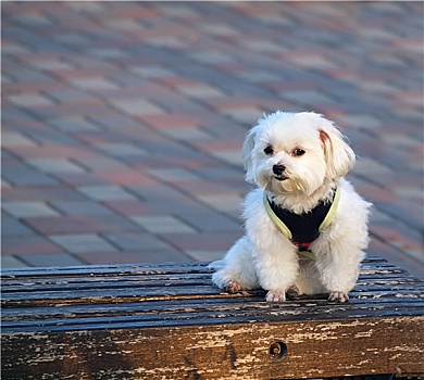 卷毛比雄犬,狗,长椅