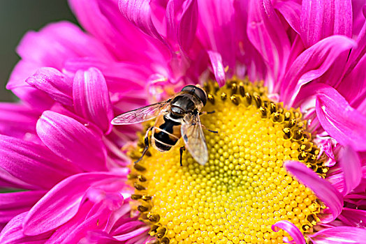 蜜蜂与花蕊