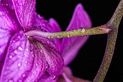 水滴,兰花,茎,几个,悬挂