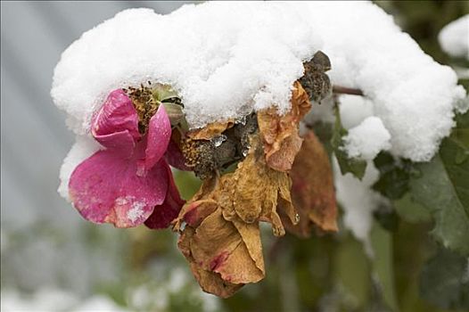 花园,玫瑰,遮盖,雪,初冬