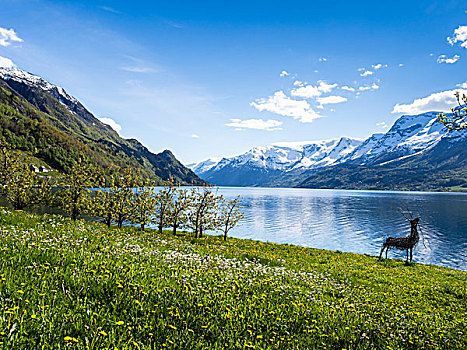 风景,雪山,峡湾,苹果树,开花,春天,靠近,挪威,斯堪的纳维亚,欧洲