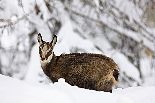 年轻,岩羚羊,臆羚,早,冬天,大雪,大帕拉迪索国家公园,意大利