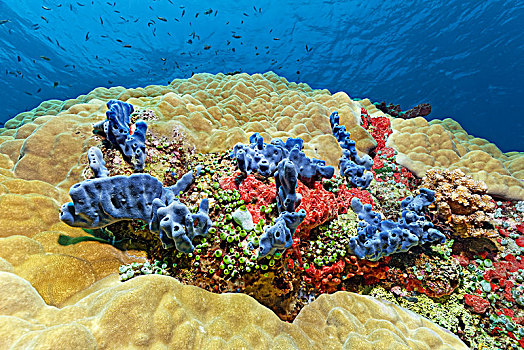 石头,珊瑚,海绵,蓝色,红色,高,海鞘类,绿色,巴拉望岛,海洋,太平洋,菲律宾,亚洲