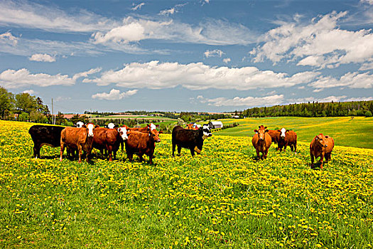 菜牛,蒲公英,道路,爱德华王子岛,加拿大