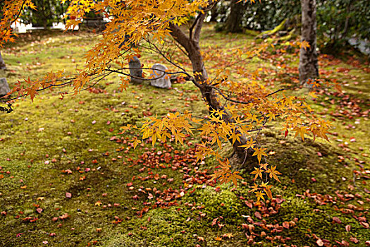 秋叶,庙宇,京都,日本