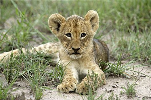狮子,豹,幼兽,南非