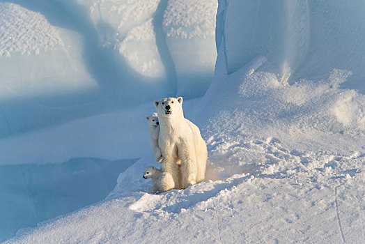 北极熊,动物,两个,幼兽,三个,老,坐,冰山,杂乱无章,巴芬岛,努纳武特,加拿大,北美