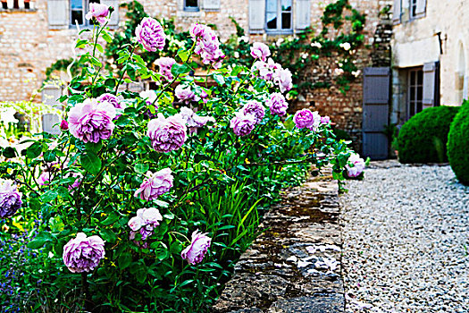 紫罗兰,玫瑰,地中海,花园,简单,石头,郊区住宅