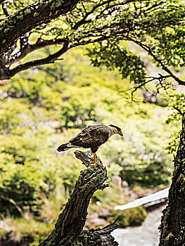 长腿兀鹰,看,树林,树,洛斯格拉希亚雷斯国家公园,巴塔哥尼亚,阿根廷