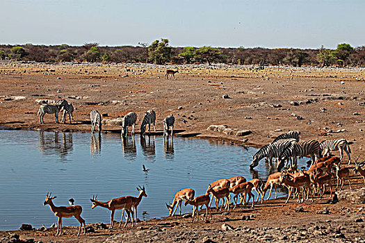 非洲,纳米比亚,埃托沙国家公园