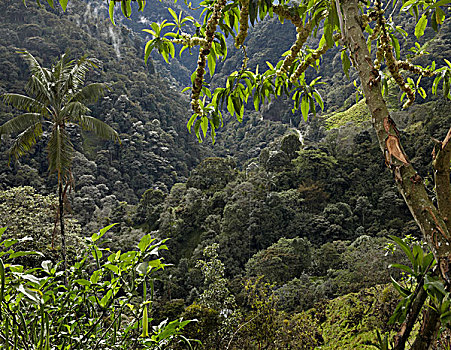 雾林,不同,植被,厄瓜多尔