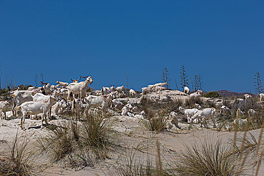 山羊,牧群,干盐湖,圣荷塞,安达卢西亚,西班牙,欧洲