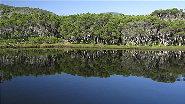 湖,桉树,树林,澳大利亚