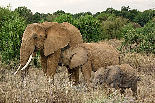 肯尼亚,萨布鲁国家公园,大象,两个,幼仔