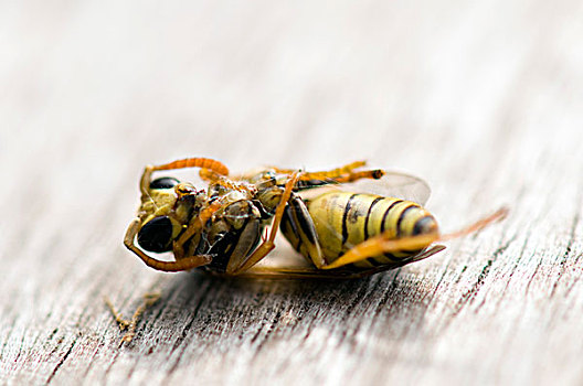 死,黄蜂