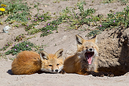 红狐,狐属,幼仔,巢穴,一个,哈欠,山谷