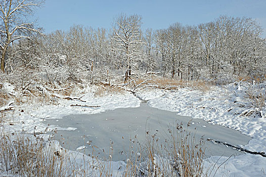 冬季风景,多瑙河,湿地,国家公园,下奥地利州,奥地利,欧洲