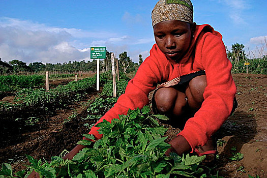 女孩,工作,农业,科研,公里,南,阿鲁沙,坦桑尼亚,十二月,2008年