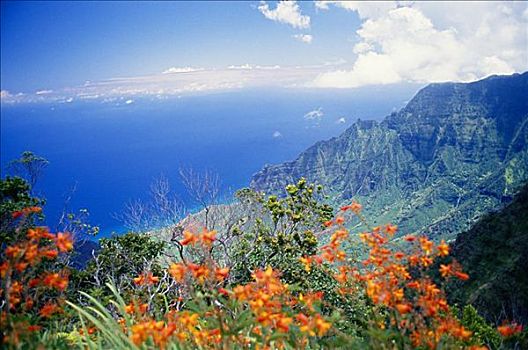 夏威夷,考艾岛,纳帕利海岸,远眺,卡拉拉乌谷,鲜明,橙花