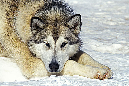 西伯利亚,哈士奇犬,成年,休息,雪