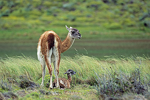 原驼,诞生,幼兽,托雷德裴恩国家公园,巴塔哥尼亚,智利