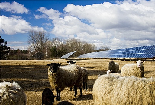 太阳能电池板,绵羊
