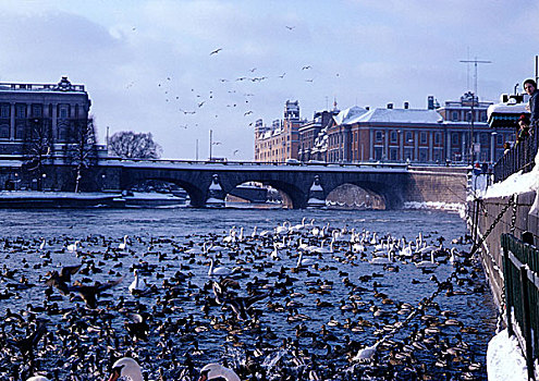 瑞典,斯德哥尔摩,鸟,水上
