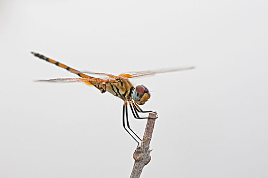 蜻蜓,差翅亚目,万基国家公园,津巴布韦,非洲