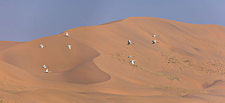 天鹅穿越沙漠
