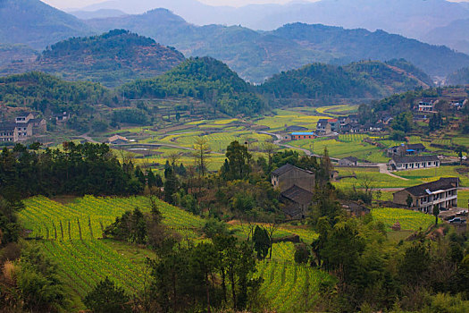 油菜花,田园,春色,梯田,桃花,春天