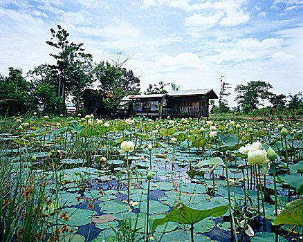 湿,莲花,近郊,曼谷