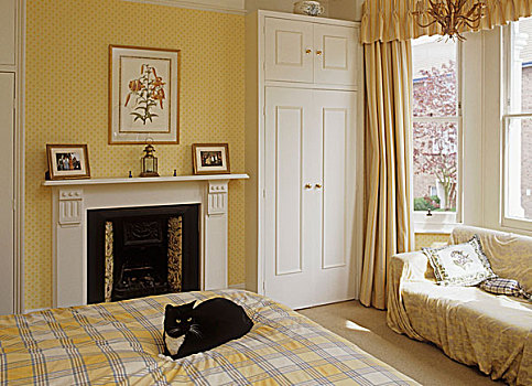 猫,坐,床,方格,遮盖,黄色,卧室