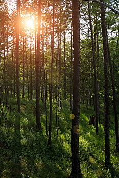 阿尔山风经阳光下的树林